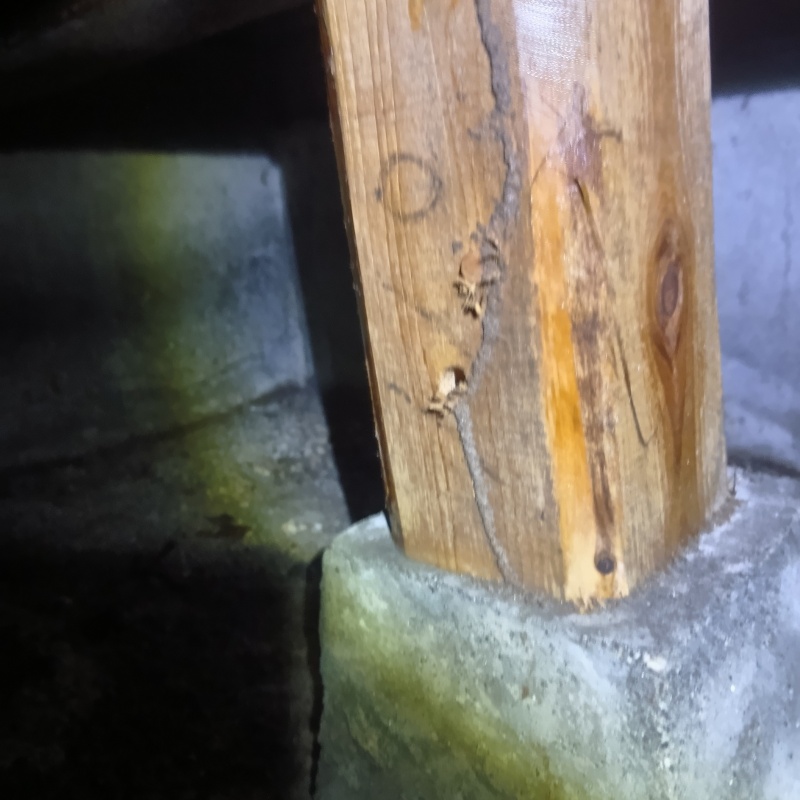 床下で蟻道を確認
