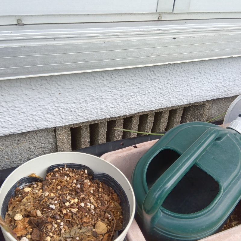 侵入口のひとつ床下通気口